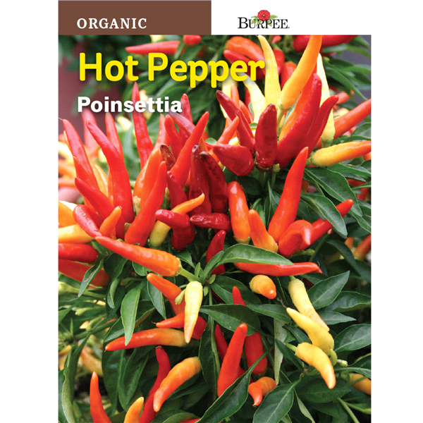 slide 1 of 1, Burpee Organic Hot Pepper, Pointsettia, 1 ct