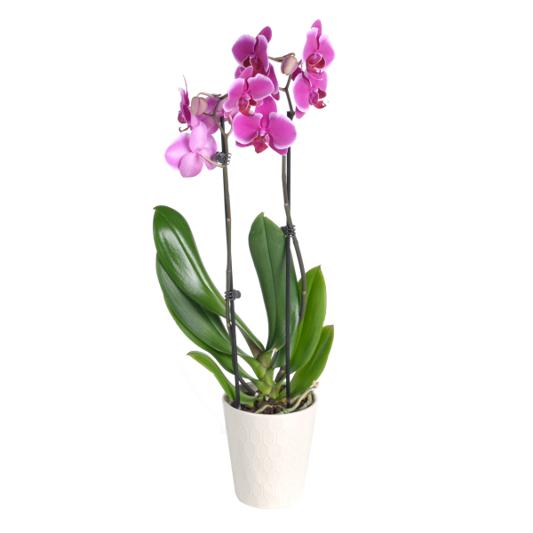 slide 1 of 1, Bachman's Phalaenopsis Orchid, 5 Inch, 1 ct