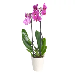 Bachman's Phalaenopsis Orchid, 5 Inch