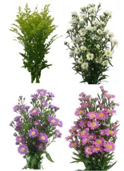 Jolo Flowers Inc. Aster Carnival Flowers