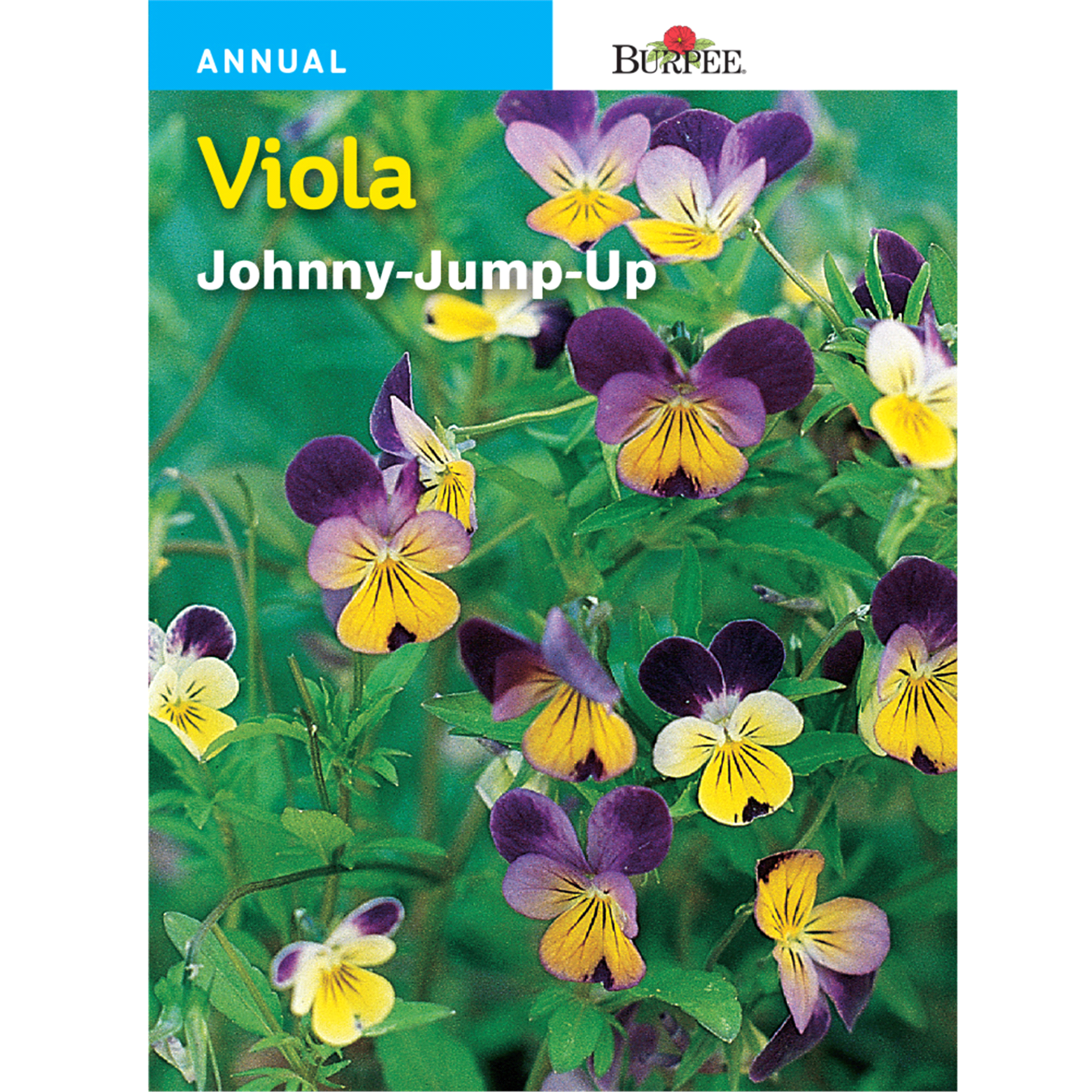 slide 1 of 1, Burpee Viola, Helen Mount Johnny Jump Up, 1 ct