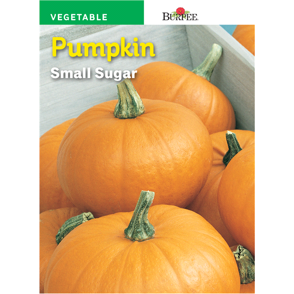 slide 1 of 1, Burpee Heirloom Pumpkin Small Sugar Seeds, 1 ct