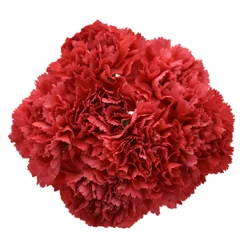 Bouque Consumer Bunch Carnation