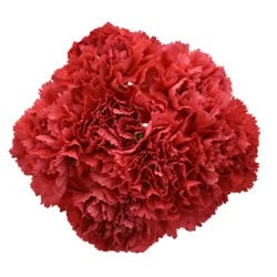 Bouque Consumer Bunch Carnation