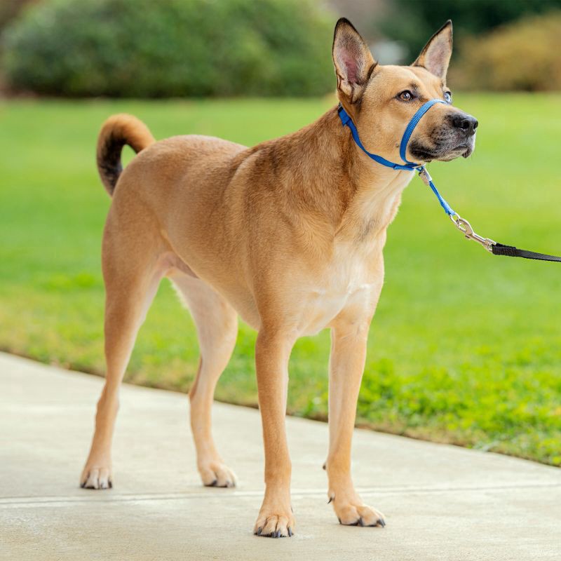 slide 5 of 7, PetSafe Products Blue Gentle Leader Headcollars, MED