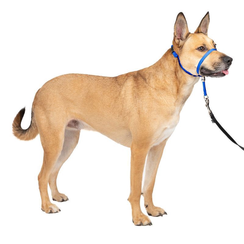 slide 1 of 7, PetSafe Products Blue Gentle Leader Headcollars, MED