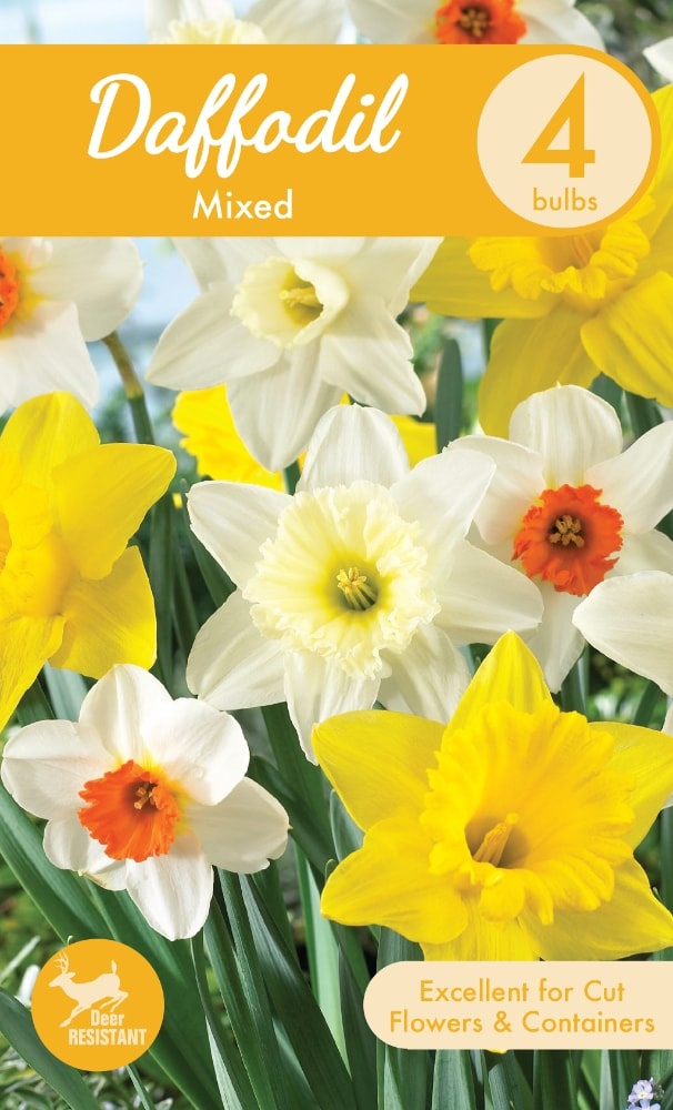 slide 1 of 1, Charlie's Produce Garden State Bulb Mixed Daffodil Bulbs, 4 ct