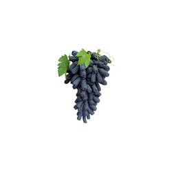 Grapery Moon Drop Grapes