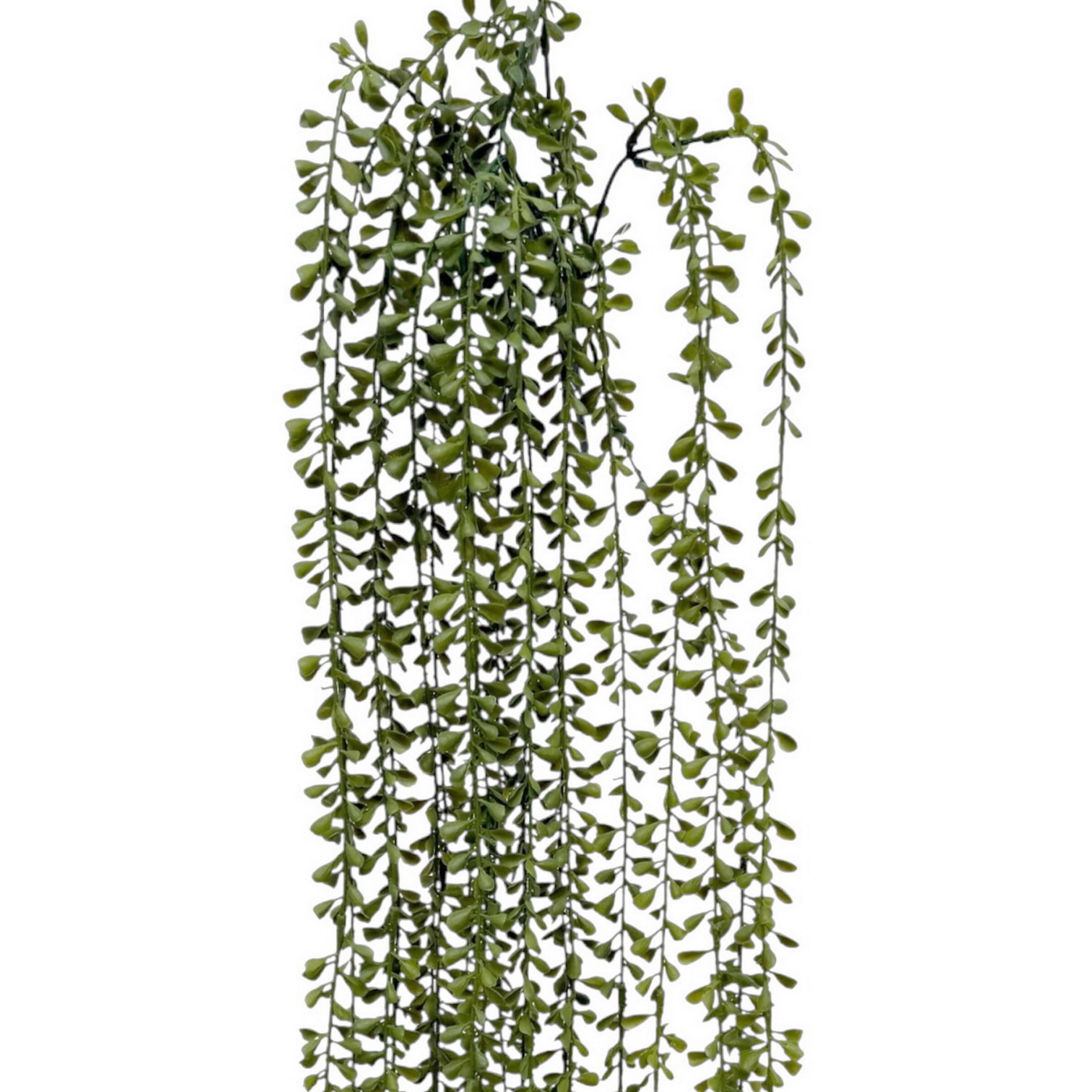 slide 2 of 3, 26.5 inch Hanging Jade Bush by Ashland, 26.5 in