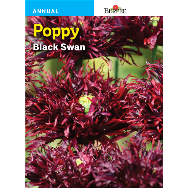 slide 1 of 1, Burpee Poppy Black Swan Seeds, 1 ct