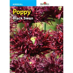 Burpee Poppy Black Swan Seeds