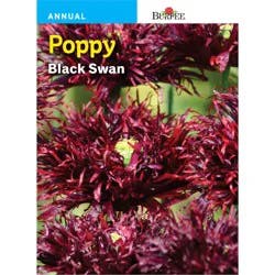 Burpee Poppy Black Swan Seeds
