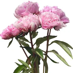 Floral Peonies