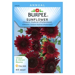 Burpee Sunflower Chianti Hybrid Seeds