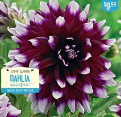 Dahlia Mystery Day