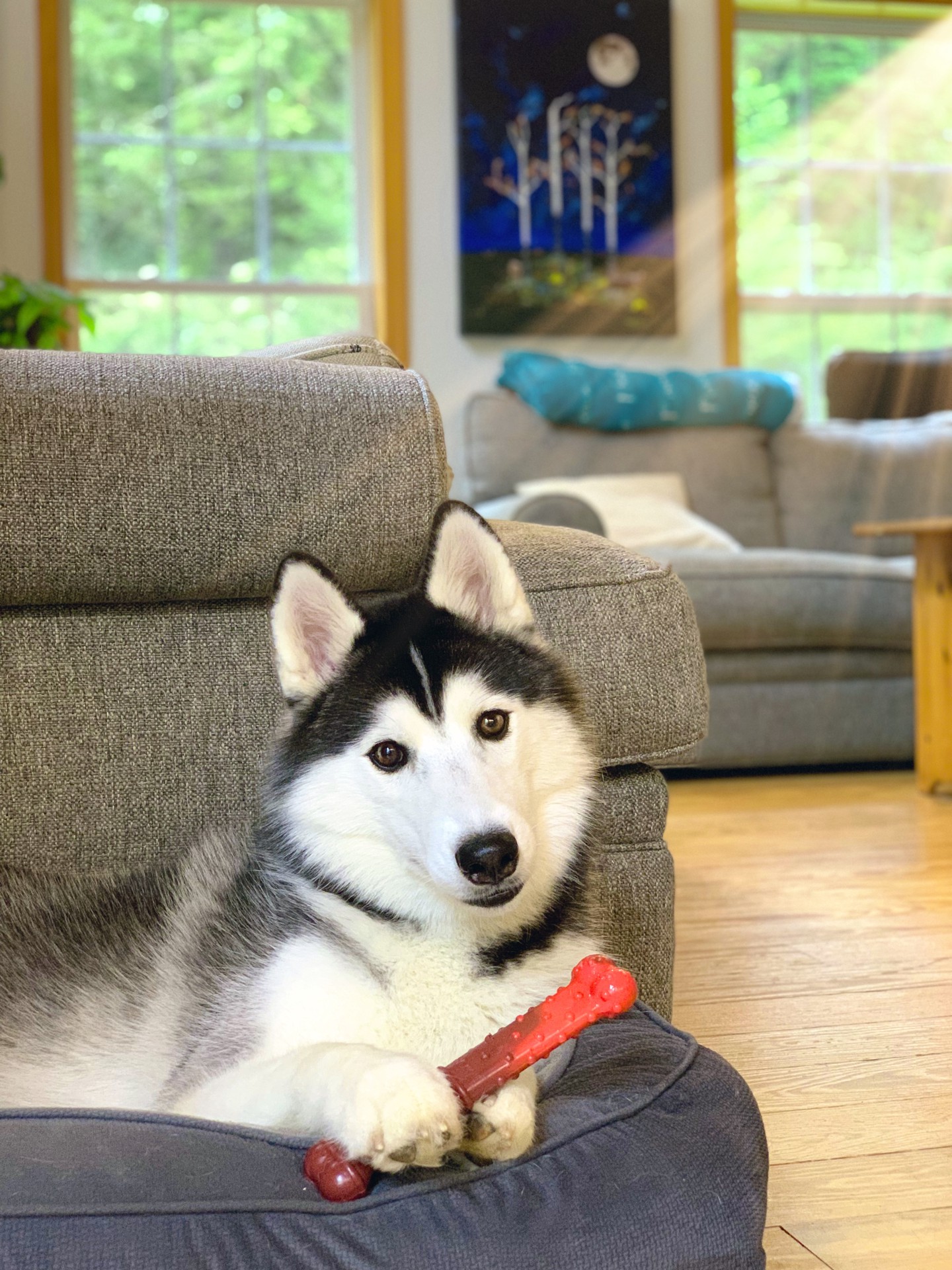 slide 8 of 10, Nylabone Flavor Frenzy Power Chew Durable Dog Chew Toy Beef Jerky Large/Giant - Up to 50 lbs.(1 Count), 1 ct