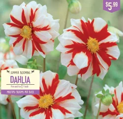 Dahlia Fire and Ice 1 ct