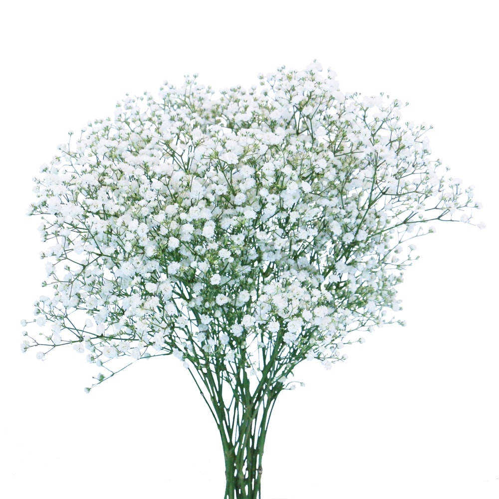 slide 1 of 1, Gypsophillia Flowers, 1 ct