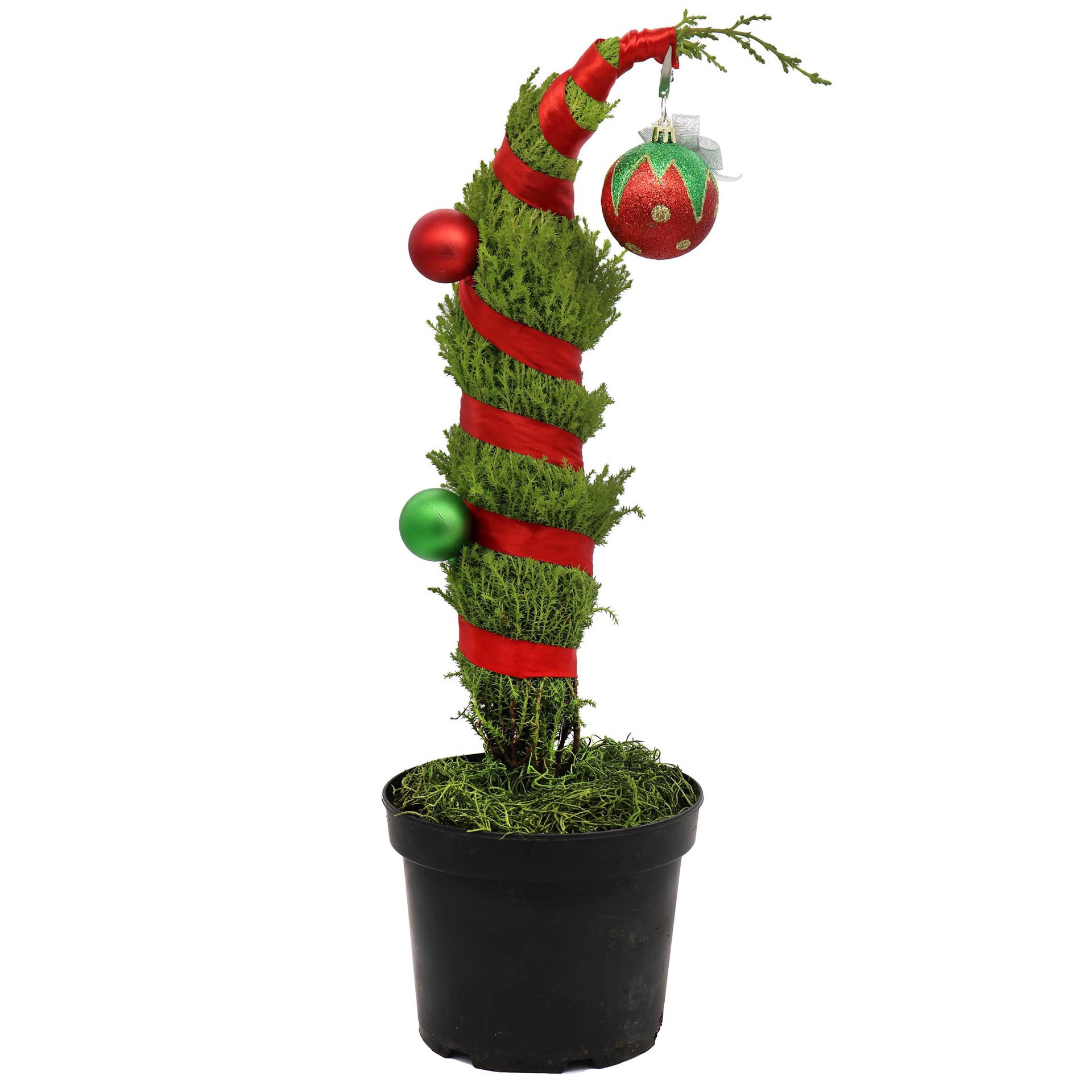 slide 1 of 1, H-E-B The Grump Tree, 6 ft ft