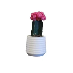 Cactus In Ceramic - .25 LT