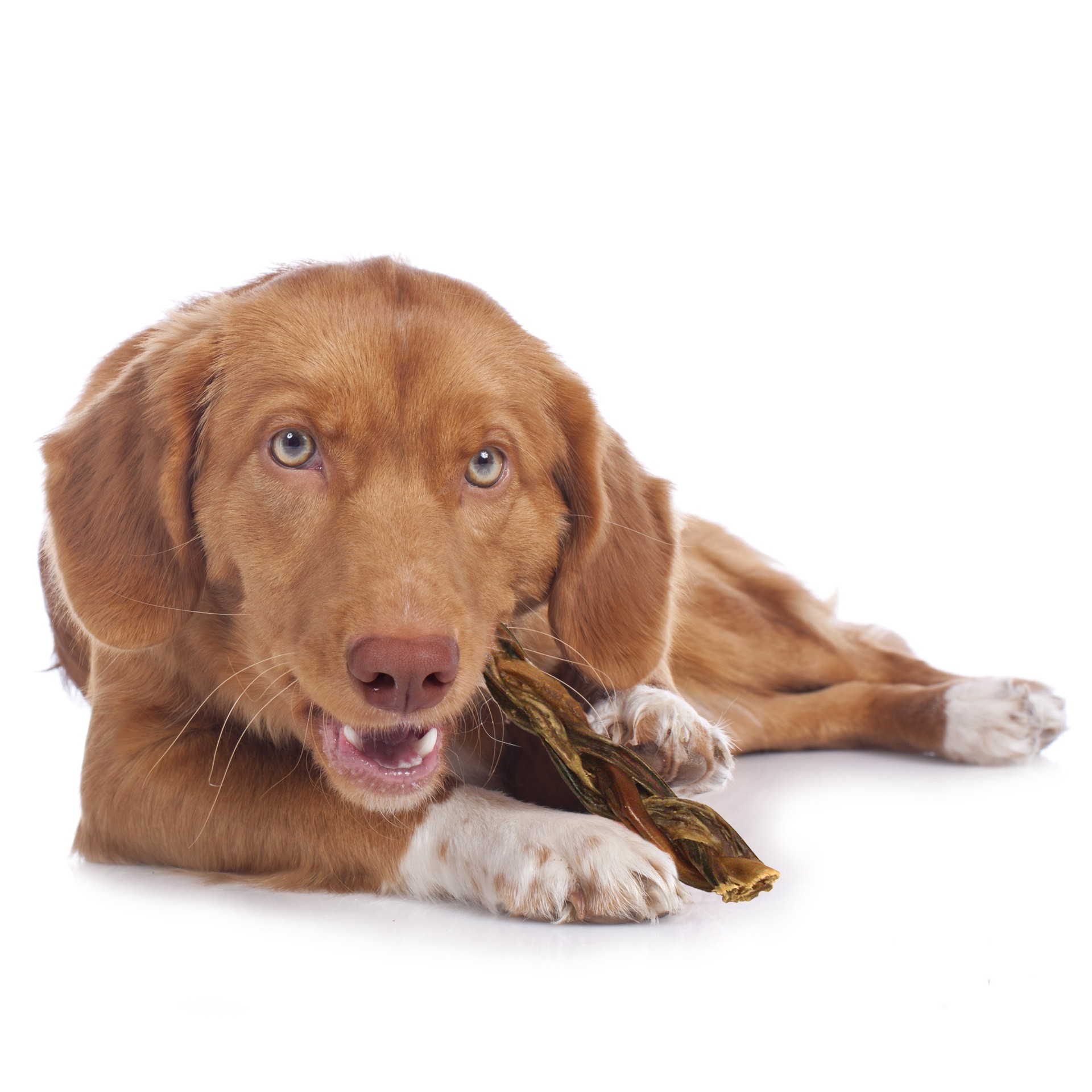 slide 2 of 10, Cadet Braided Piggy Sticks for Dogs (4 Count), 2 ct