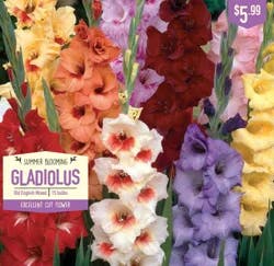 Gladiolus Old English Mixed 15ct