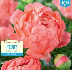 Paeonia Coral Sunset 1ct