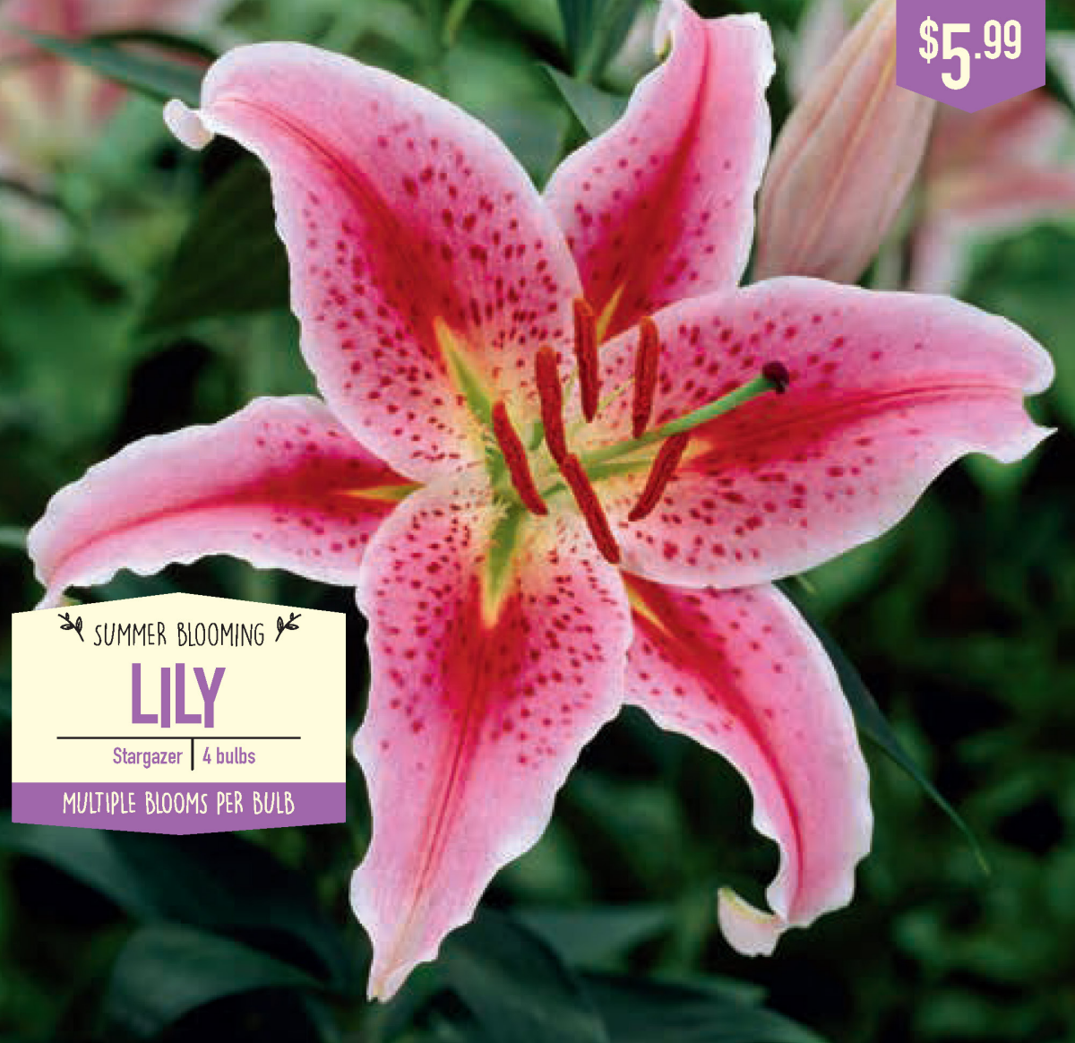 slide 1 of 1, Lily Stargazer, 4 ct