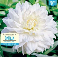Dahlia Snowcountry