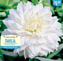 Dahlia Snowcountry