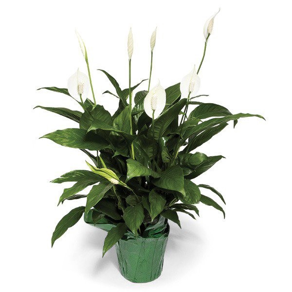 slide 1 of 1, Peace Lily, 6 in