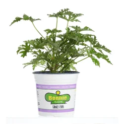 Bonnieplants Premium Gallon Citronella