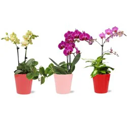 Central Market Petite Orchid Garden, Color Varies