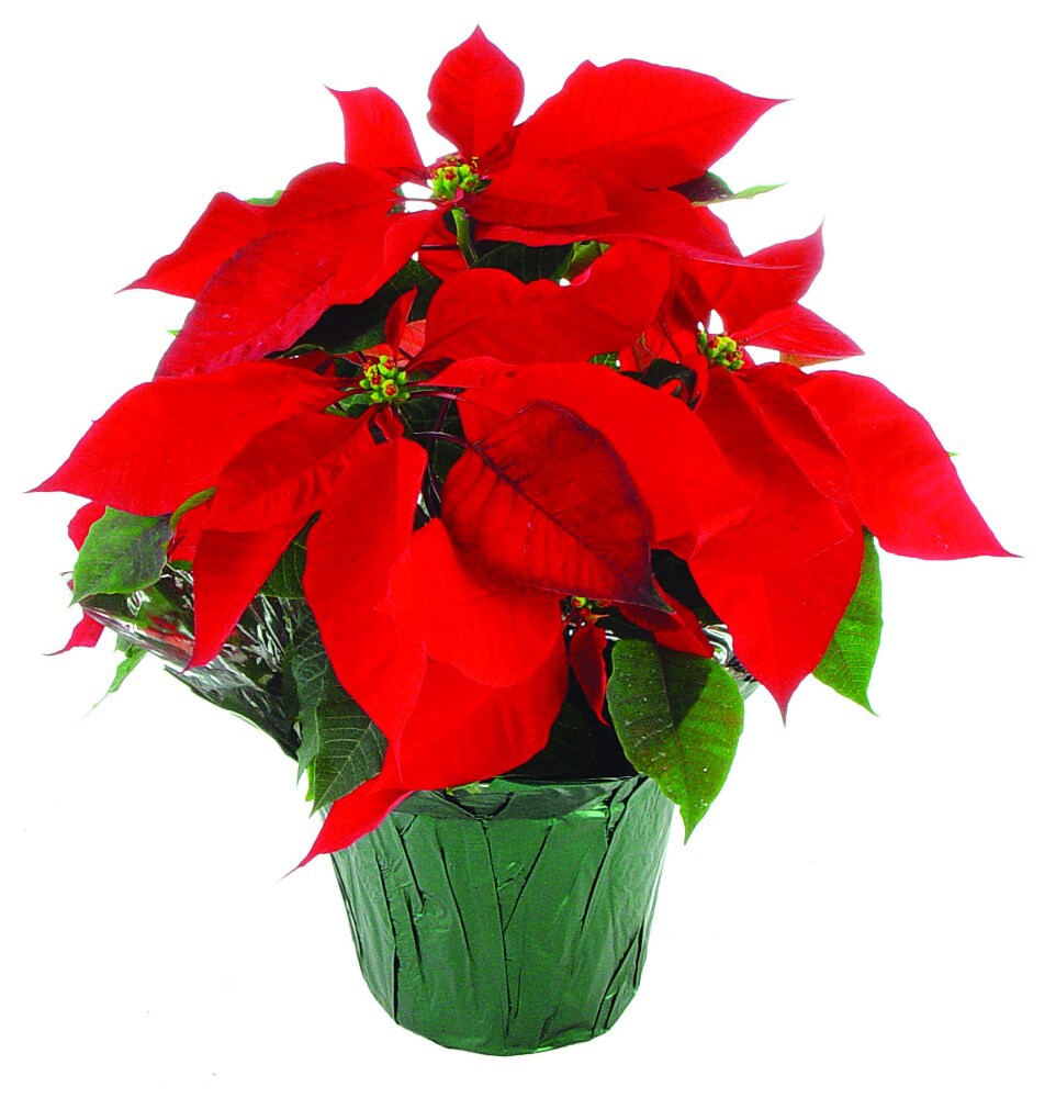 slide 1 of 1, 8" Poinsettia 2 Red 2 Color, 8 in