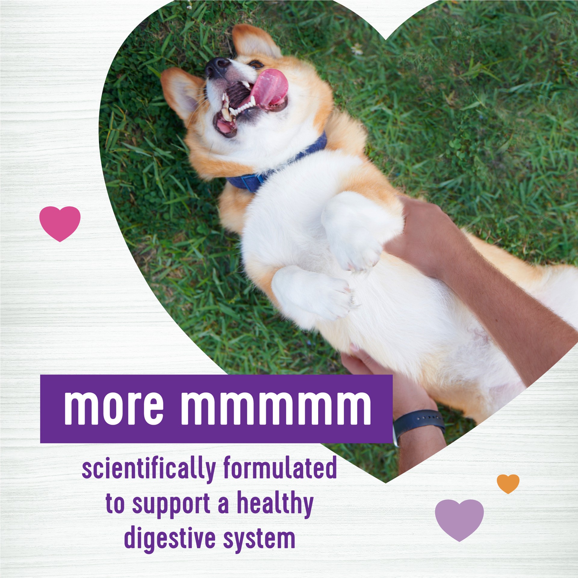 slide 3 of 4, Wellness Pumpkin Patch Flavored Soft Chew Digestive Health Supplements for Dogs, 90 count, 1 ct