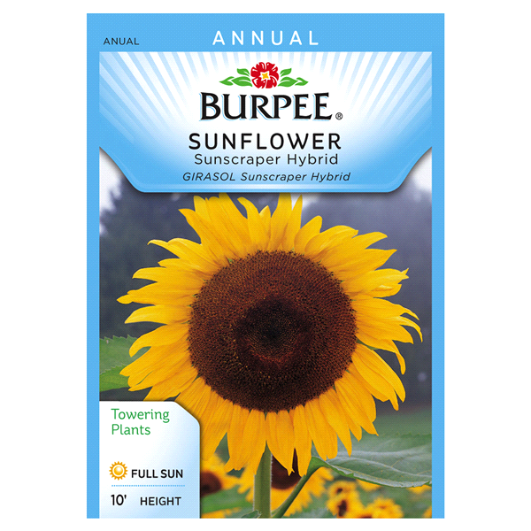 slide 1 of 1, Burpee Sunflower Sunscraper Hybrid Seeds, 1 ct