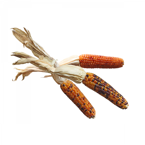 slide 1 of 1, Mini Corn Indian, 3 ct