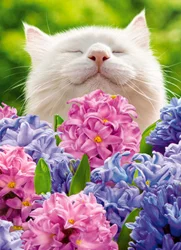 Avanti Cat In Flowers Hyacinths Card Blank