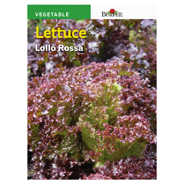 slide 1 of 1, Burpee Italian Lettuce Leaf Lolla Rossa Seeds, 1 ct