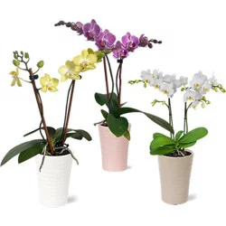 Charlie's Produce Debi Lilly Orchid In Ceramic 3 In - 3 In