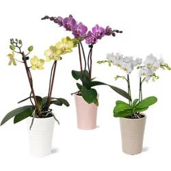 Charlie's Produce Debi Lilly Orchid In Ceramic 3 In - 3 In