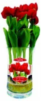 Tulips Roma Vase