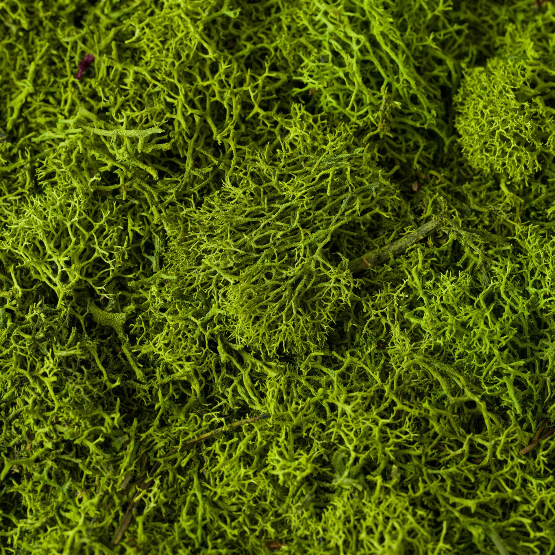 slide 3 of 3, Supermoss All-Purpose Sticky Moss Mat, 16 in x 18 in