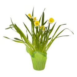 Plants Blooming 6" Daffodil