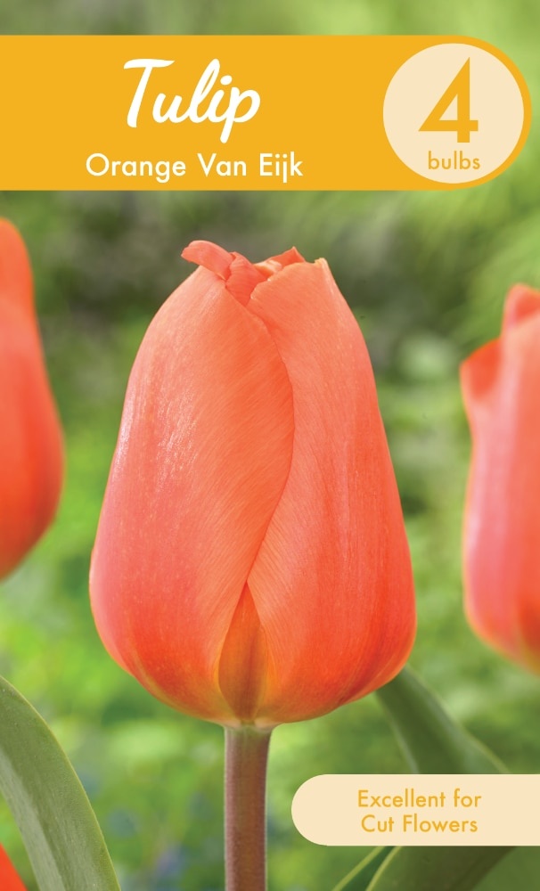 slide 1 of 1, Garden State Bulb Orange Van Eijk Tulip Bulbs, 4 ct
