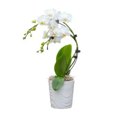 Wave Orchid - 3 inch pot