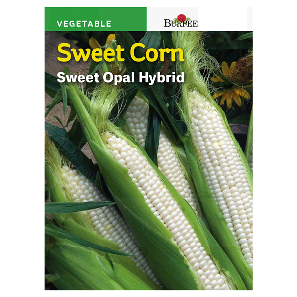 slide 1 of 1, Burpee Sweet Corn Opal Hybrid Seeds, 1 ct