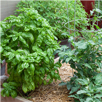 slide 5 of 9, Bonnie Plants 4.5" Basil - Sweet Basil, 19.3 oz