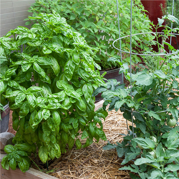 slide 8 of 9, Bonnie Plants 4.5" Basil - Sweet Basil, 19.3 oz