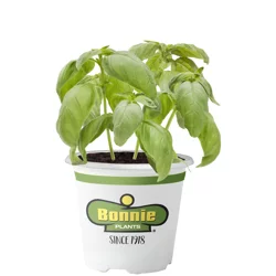 Bonnie Plants 4.5" Basil - Sweet Basil
